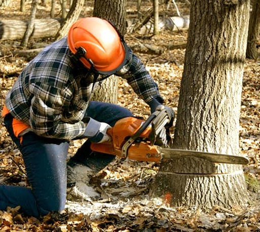 Tree Removal in Big Island, VA